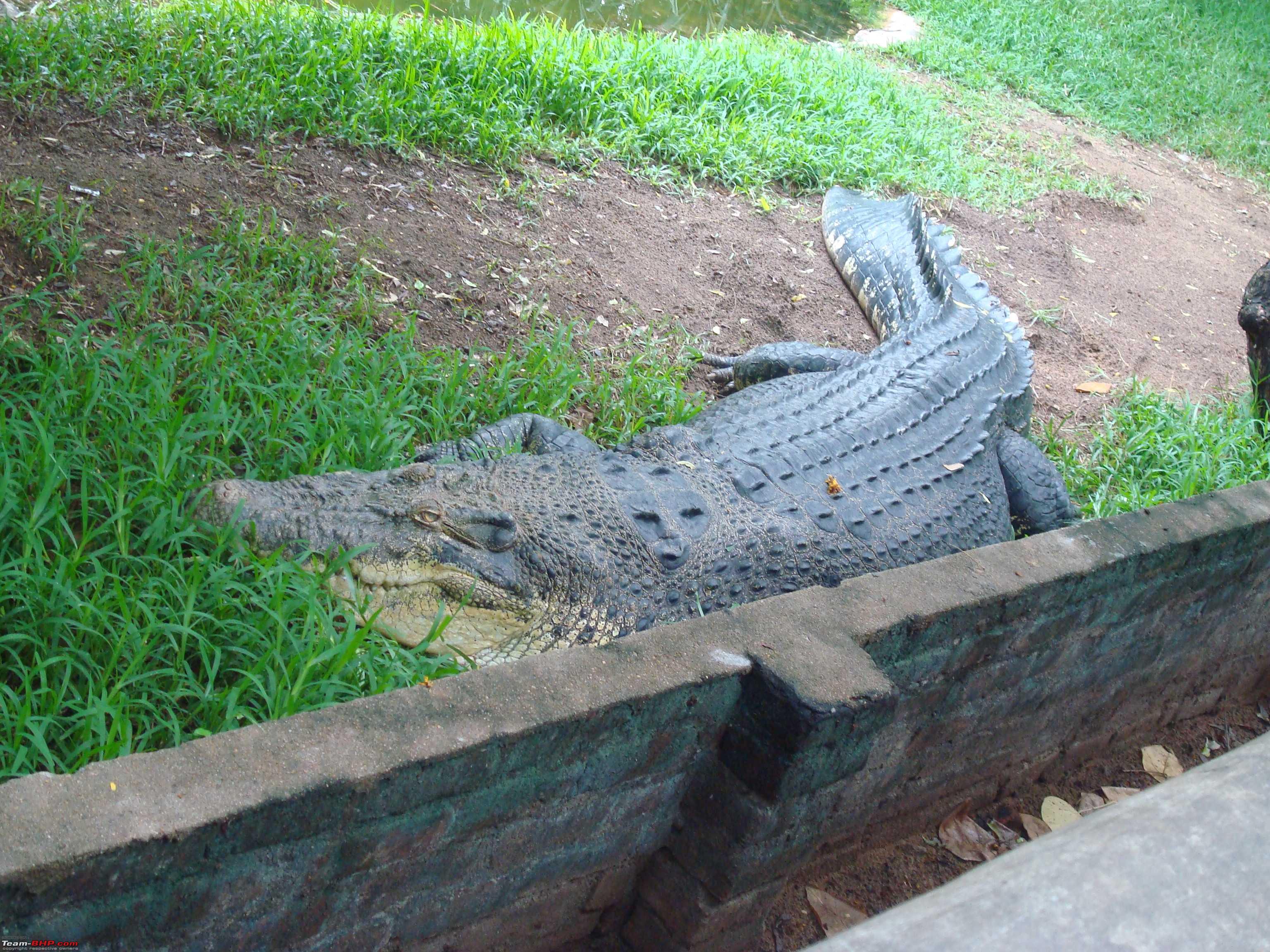 Crocodile Park Kanchipuram